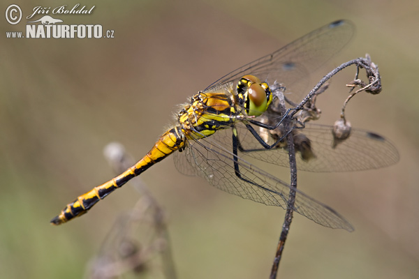 Vážka tmavá (Sympetrum danae)