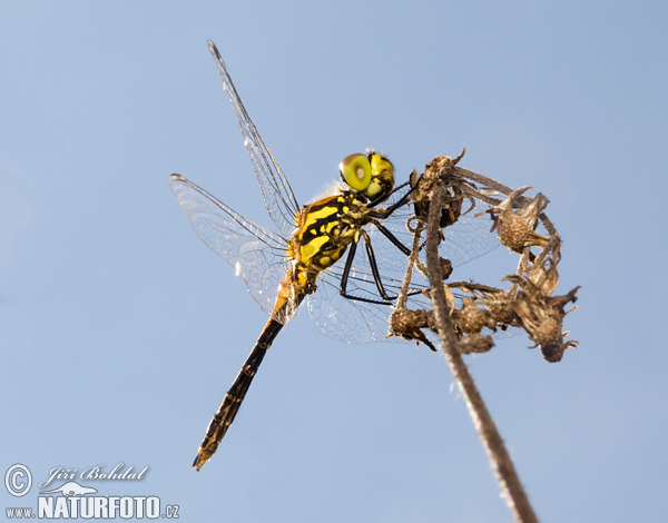 Vážka tmavá (Sympetrum danae)