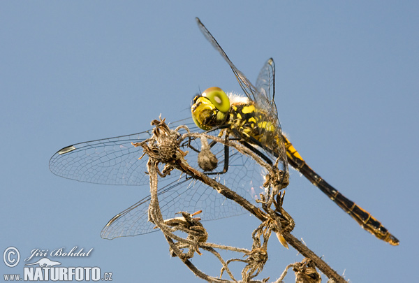 Vážka tmavá (Sympetrum danae)