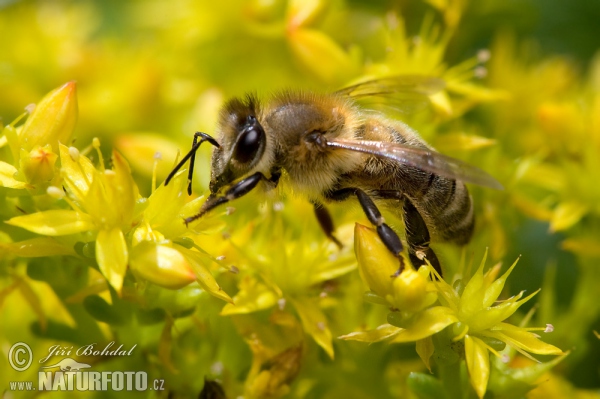 Včela medonosná (Apis mellifera)