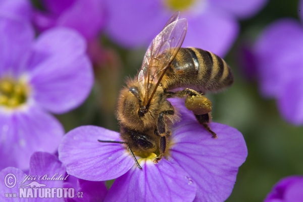 Včela medonosná (Apis mellifera)