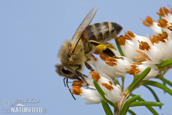 Včela medonosná (Apis mellifera)