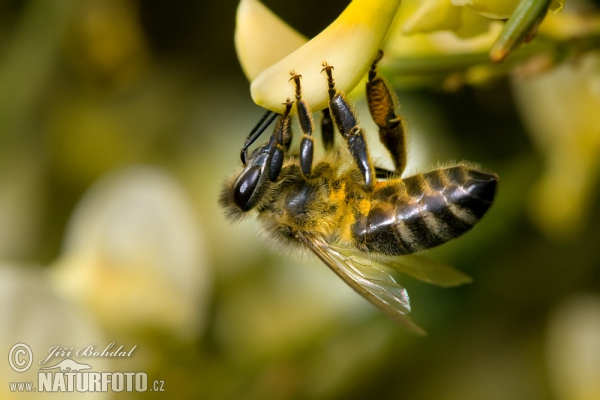 Včela medonosná (Apis mellifera)