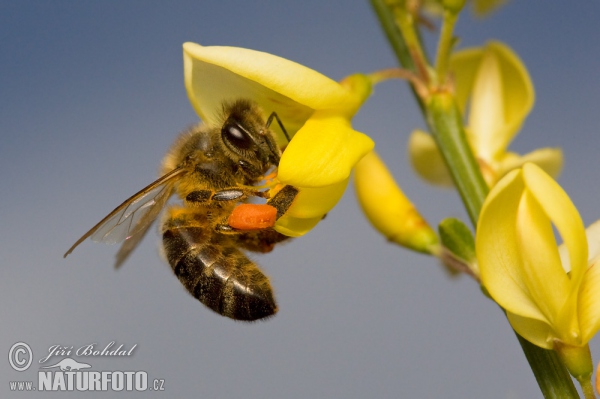 Včela medonosná (Apis mellifera)