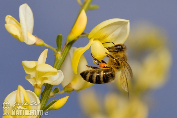 Včela medonosná (Apis mellifera)