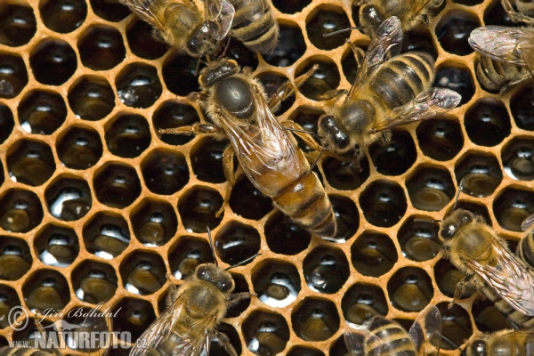 Včela medonosná (Apis mellifera)