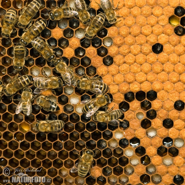 Včela medonosná (Apis mellifera)