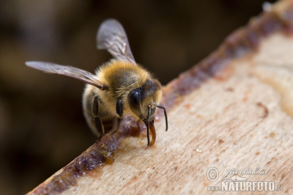 Včela medonosná (Apis mellifera)