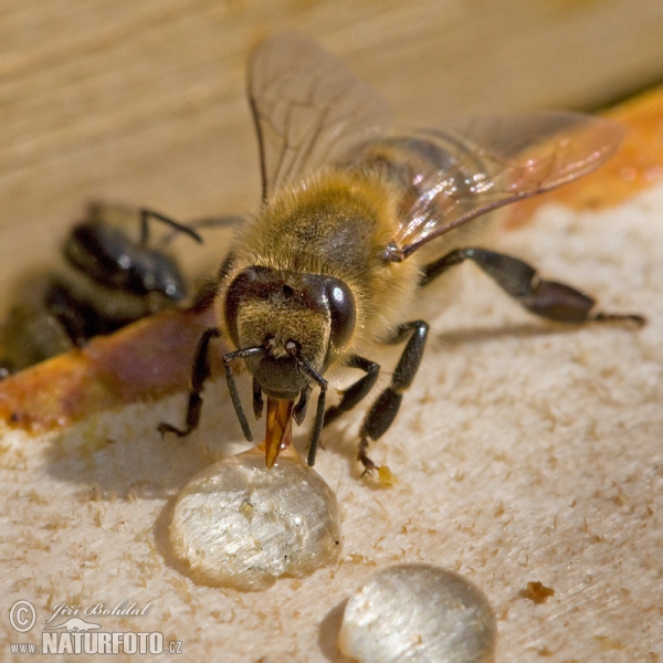 Včela medonosná (Apis mellifera)