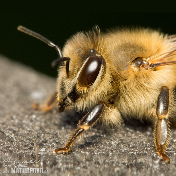 Včela medonosná (Apis mellifera)