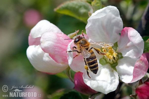 Včela medonosná (Apis mellifera)