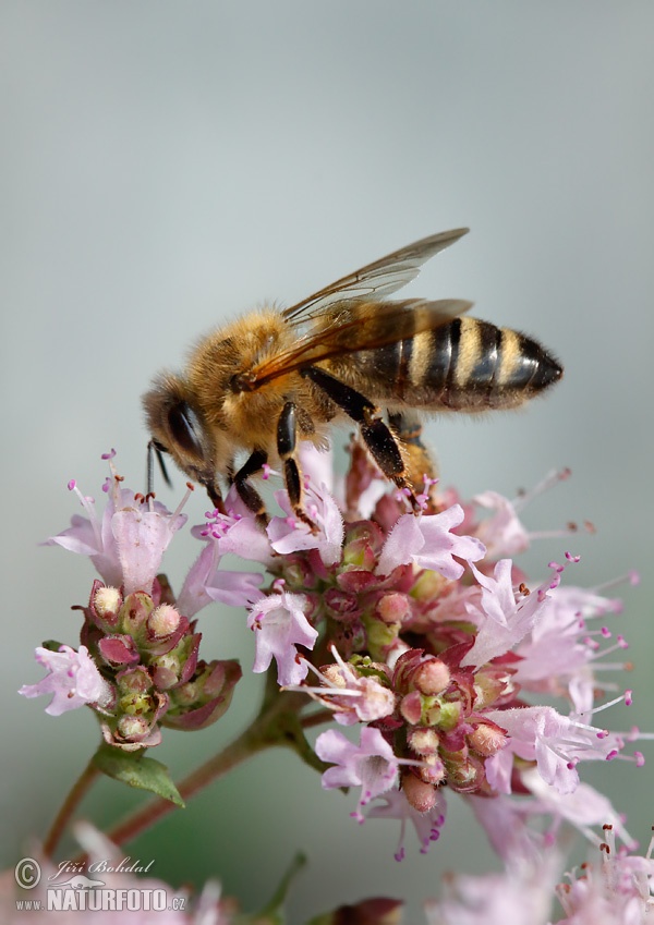 Včela medonosná (Apis mellifera)