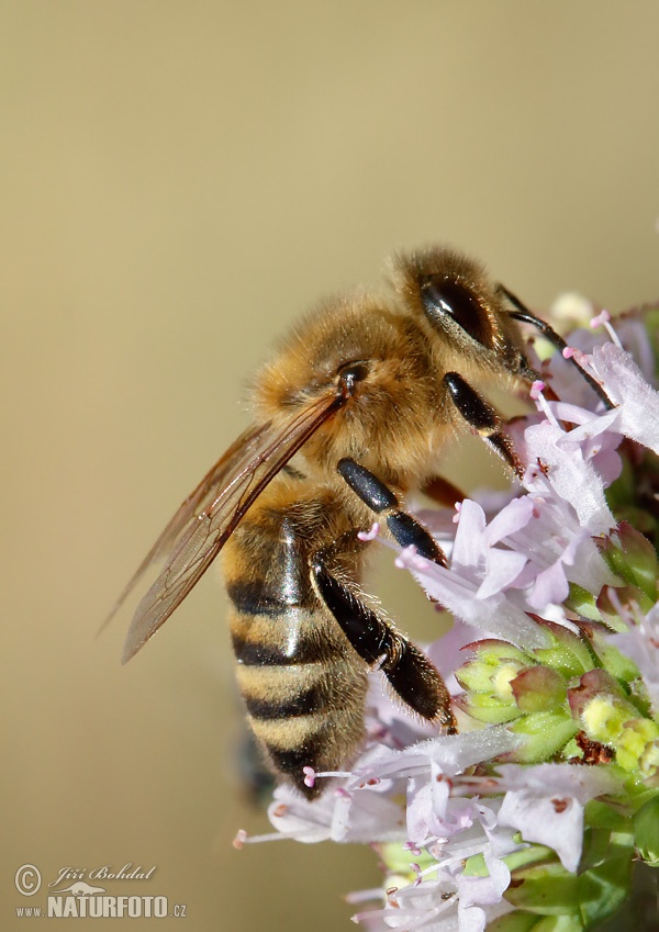 Včela medonosná (Apis mellifera)