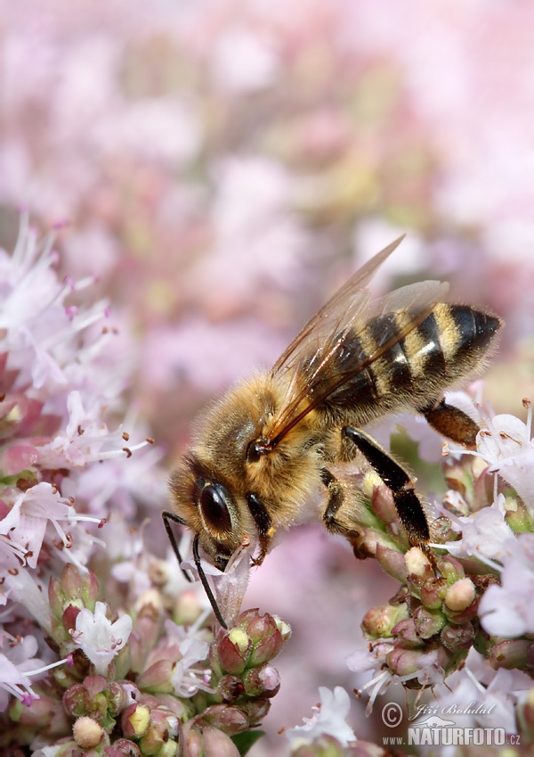 Včela medonosná (Apis mellifera)