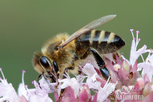 Včela medonosná (Apis mellifera)