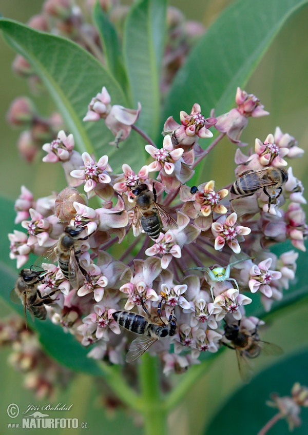 Včela medonosná (Apis mellifera)