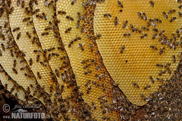 Včela medonosná (Apis mellifera)