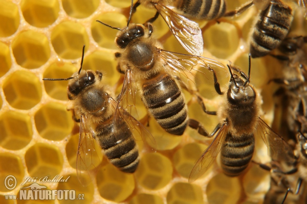 Včela medonosná (Apis mellifera)