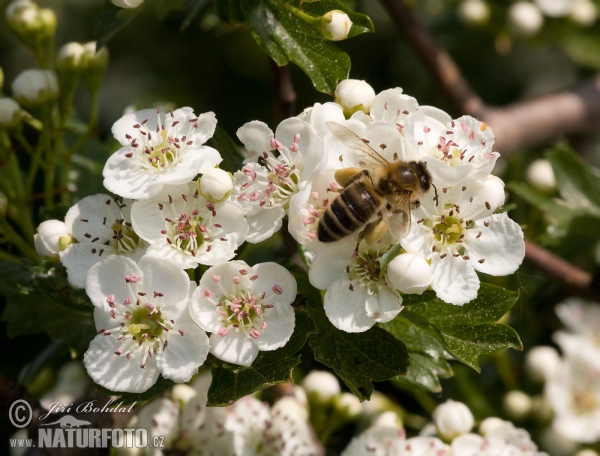 Včela medonosná (Apis mellifera)