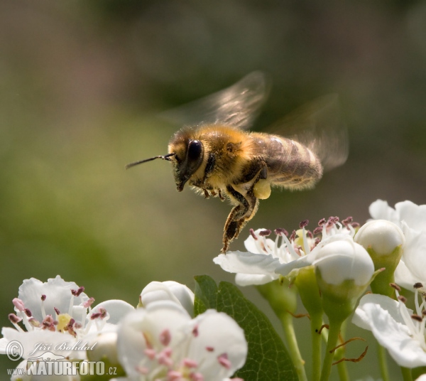 Včela medonosná (Apis mellifera)