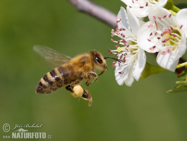 Včela medonosná (Apis mellifera)