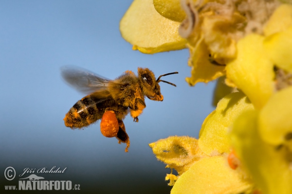 Včela medonosná (Apis mellifera)