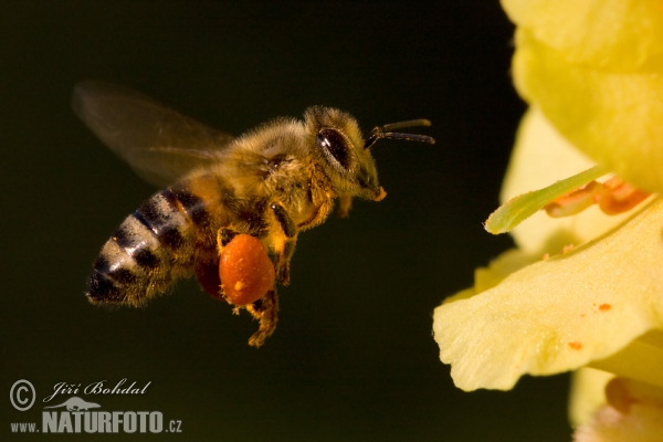 Včela medonosná (Apis mellifera)