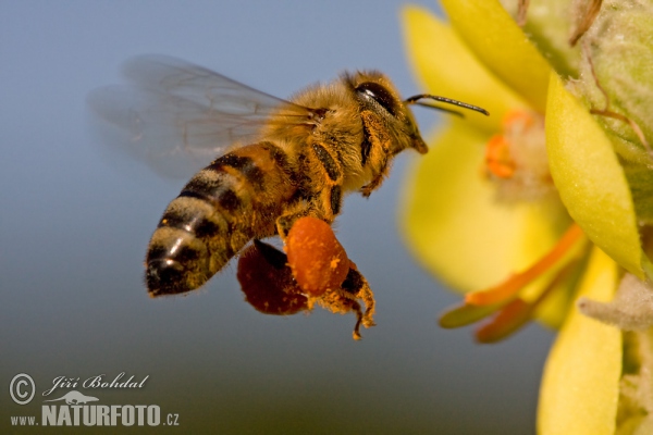 Včela medonosná (Apis mellifera)