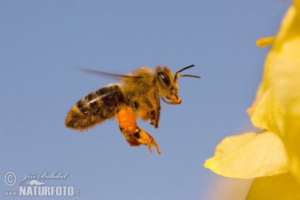 Včela medonosná (Apis mellifera)