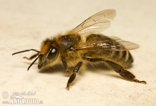 Včela medonosná (Apis mellifera)