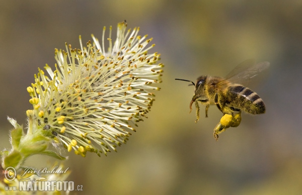 Včela medonosná (Apis mellifera)