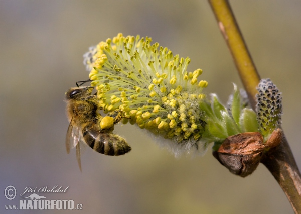 Včela medonosná (Apis mellifera)