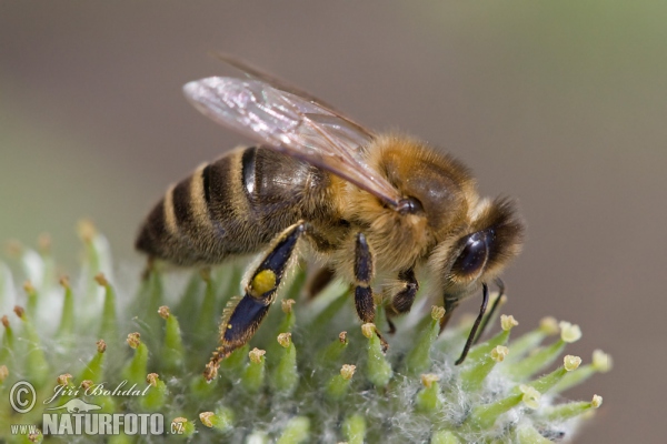 Včela medonosná (Apis mellifera)