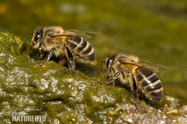 Včela medonosná (Apis mellifera)