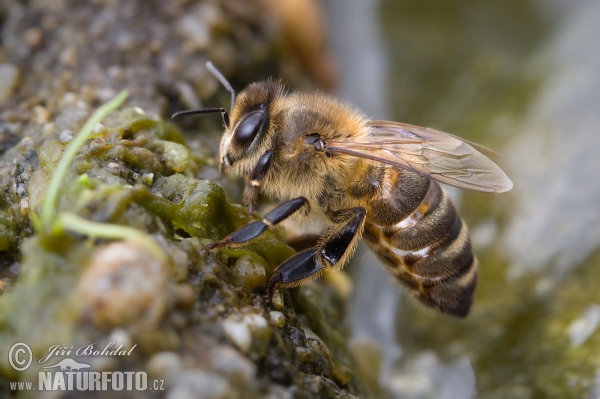 Včela medonosná (Apis mellifera)