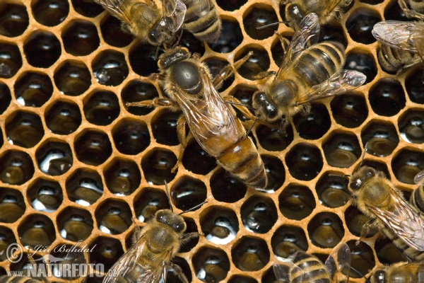Včela medonosná - matka, královna (Apis mellifera)