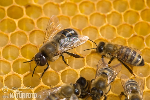 Včela medonosná - trubec (Apis mellifera)