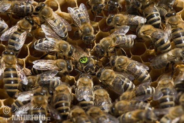 Včelí královna při kladení (Apis mellifera)