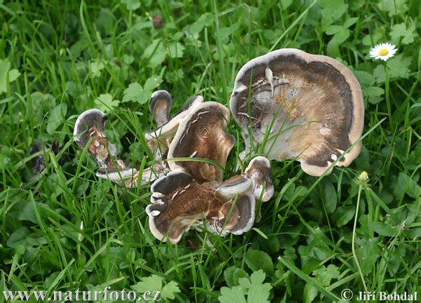 vejárovec obrovský (Meripilus giganteus)