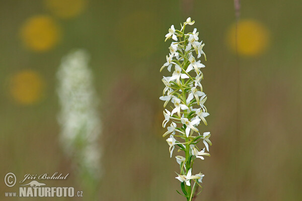 Vemeník dvoulistý (Platanthera bifolia)