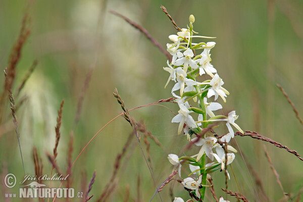 Vemeník dvoulistý (Platanthera bifolia)