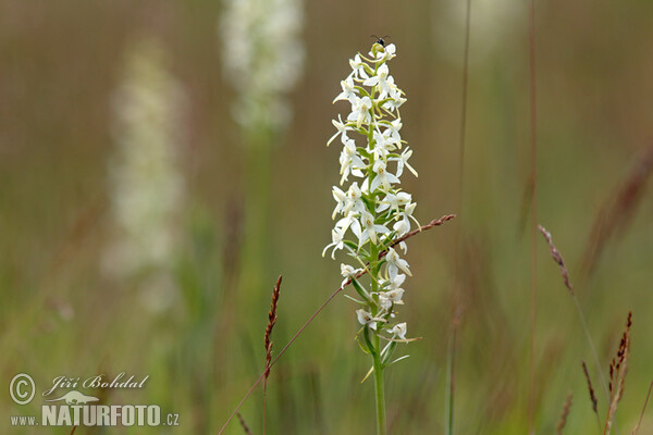 Vemeník dvoulistý (Platanthera bifolia)