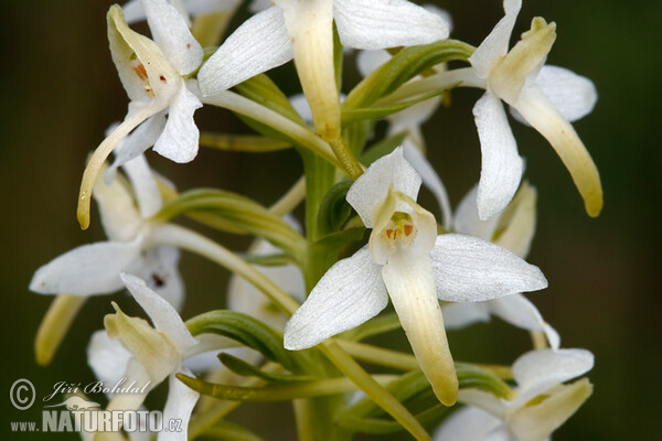 Vemeník dvoulistý (Platanthera bifolia)