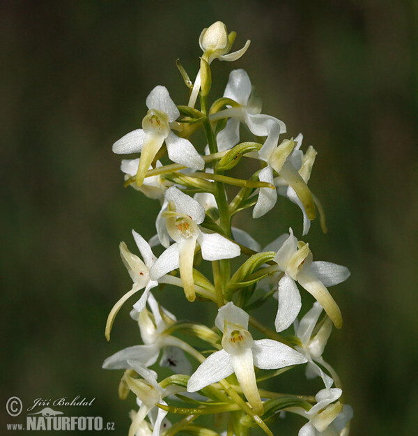 Vemeník dvoulistý (Platanthera bifolia)