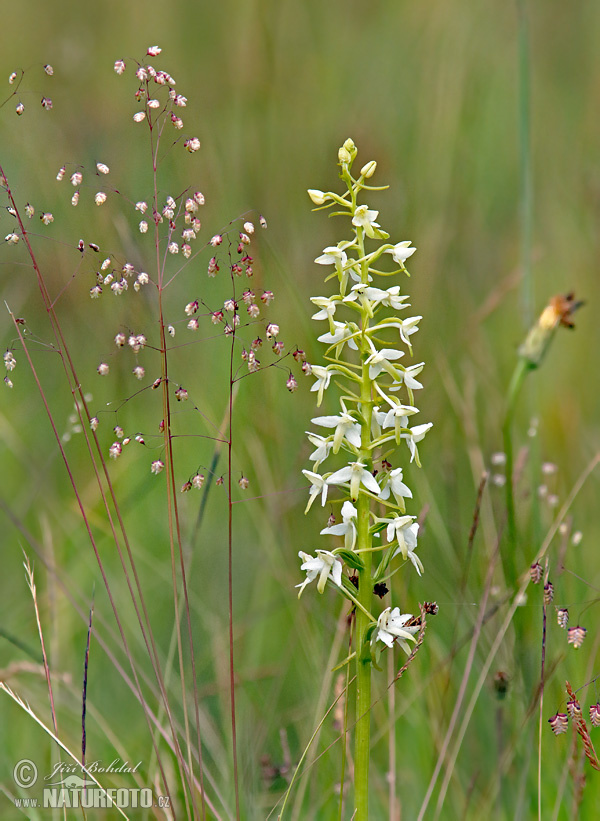 Vemenník dvojlistý (Platanthera bifolia)