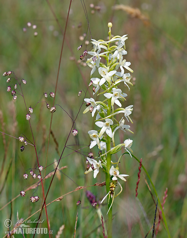 Vemenník dvojlistý (Platanthera bifolia)