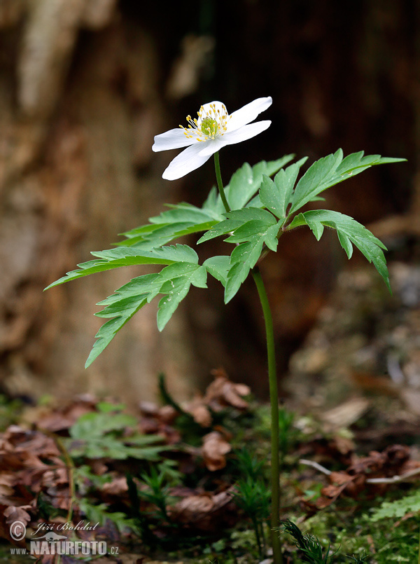 Veternica hájna (Anemone nemorosa)