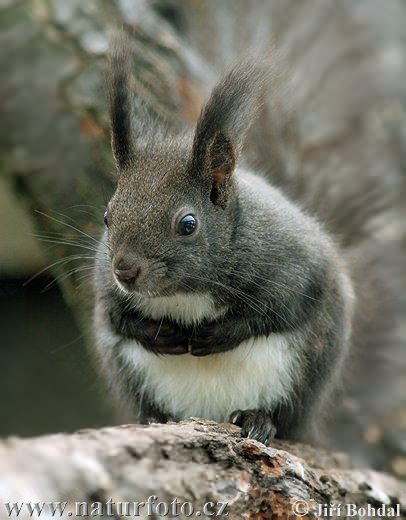 Veverica stromová (Sciurus vulgaris)