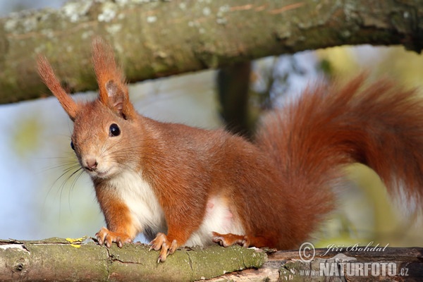 Veverica stromová (Sciurus vulgaris)