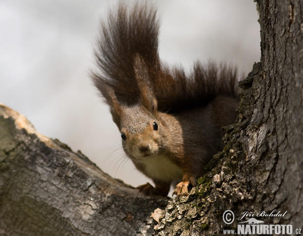 Veverica stromová (Sciurus vulgaris)